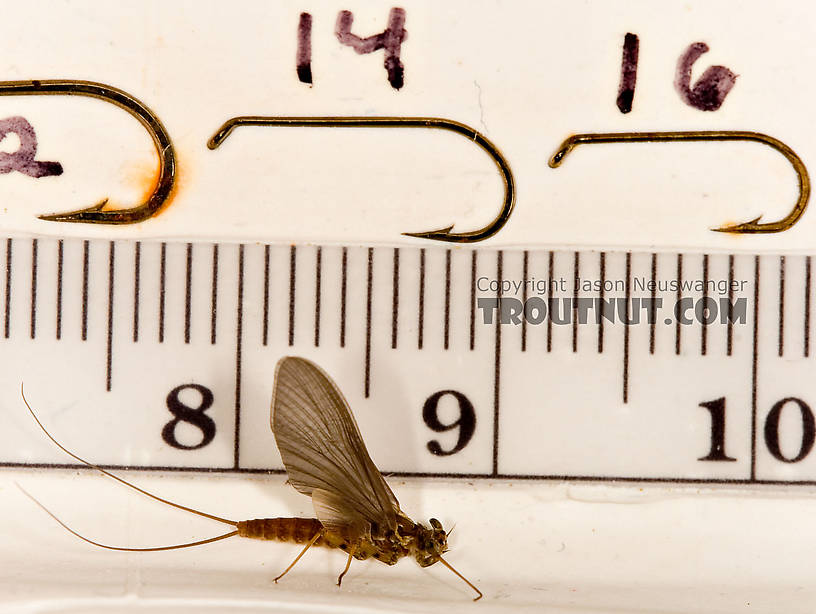 Female Epeorus (Little Maryatts) Mayfly Dun from Enfield Creek in Treman Park in New York