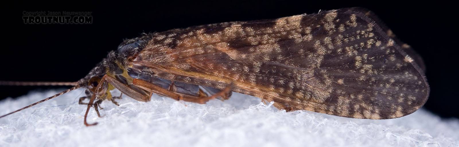 Hydropsyche aenigma (Spotted Sedge) Caddisfly Adult from the West Branch of the Delaware River in New York