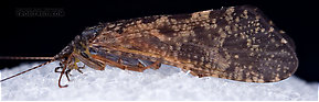 Hydropsyche aenigma (Spotted Sedge) Caddisfly Adult