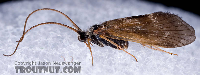 Apatania (Early Smoky Wing Sedges) Caddisfly Adult from the West Branch of the Delaware River in New York