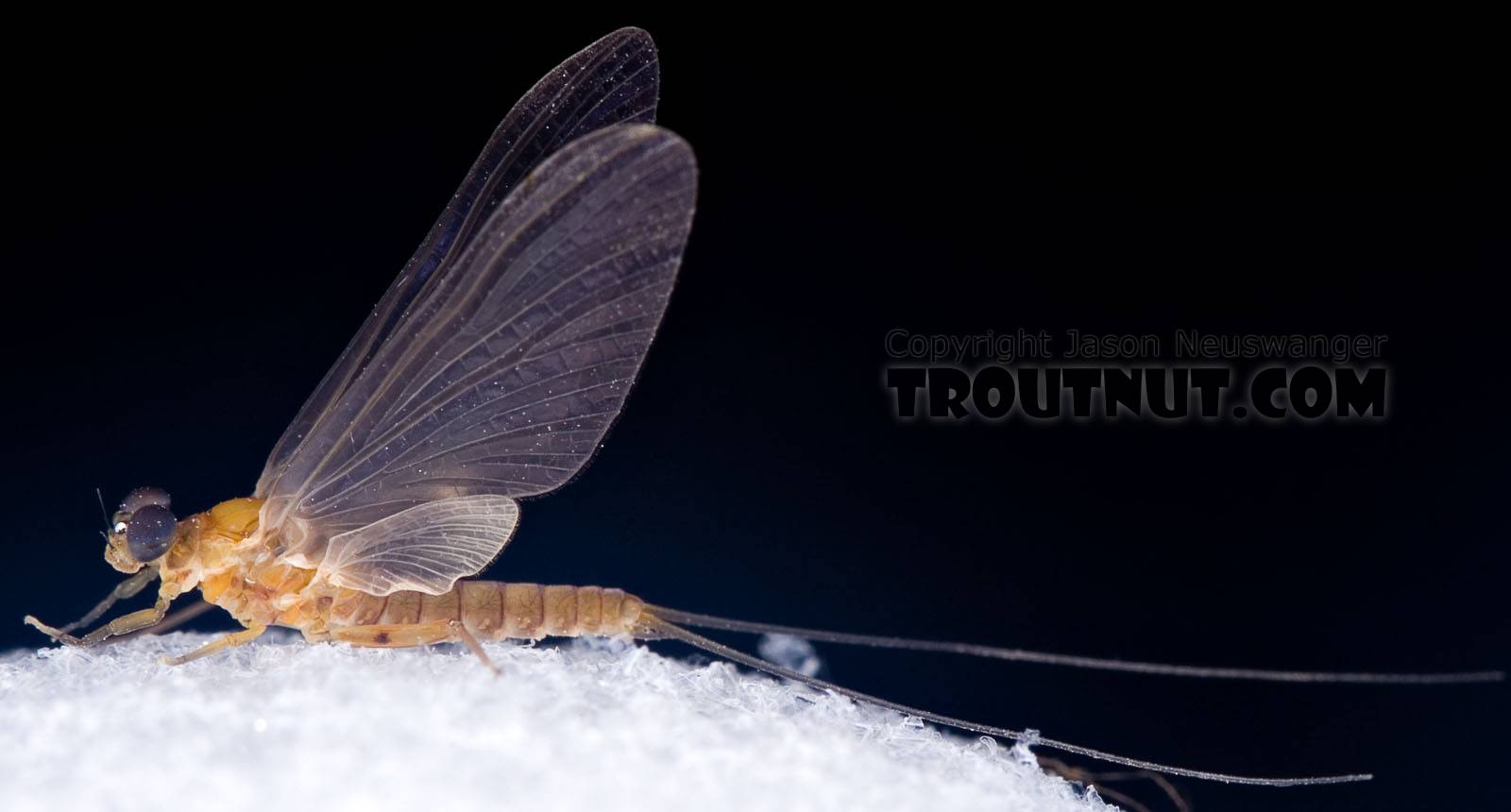 Male Epeorus (Little Maryatts) Mayfly Dun from the West Branch of the Delaware River in New York
