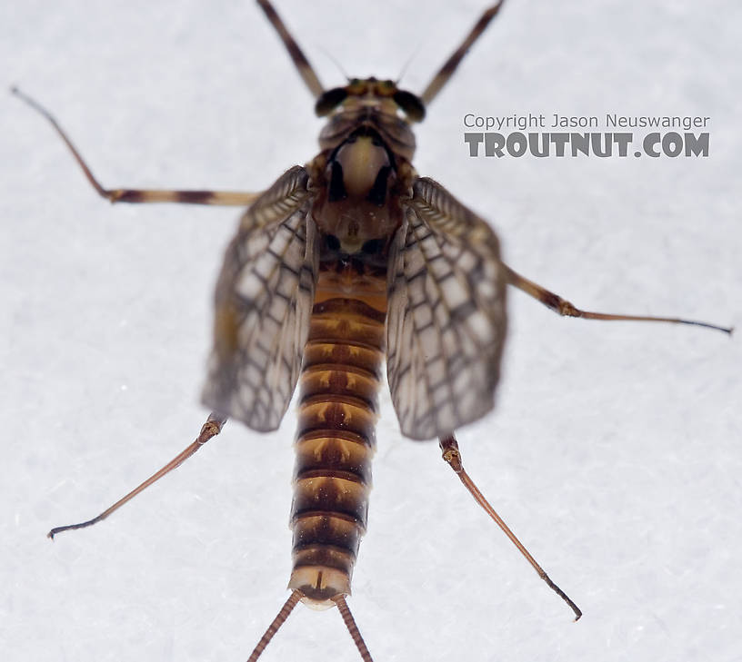 Female Maccaffertium vicarium (March Brown) Mayfly Dun from the Neversink River in New York