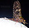 Female Baetisca obesa (Armored Mayfly) Mayfly Dun