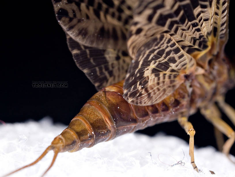 Female Baetisca obesa (Armored Mayfly) Mayfly Dun from the Neversink River (aquarium-raised) in New York