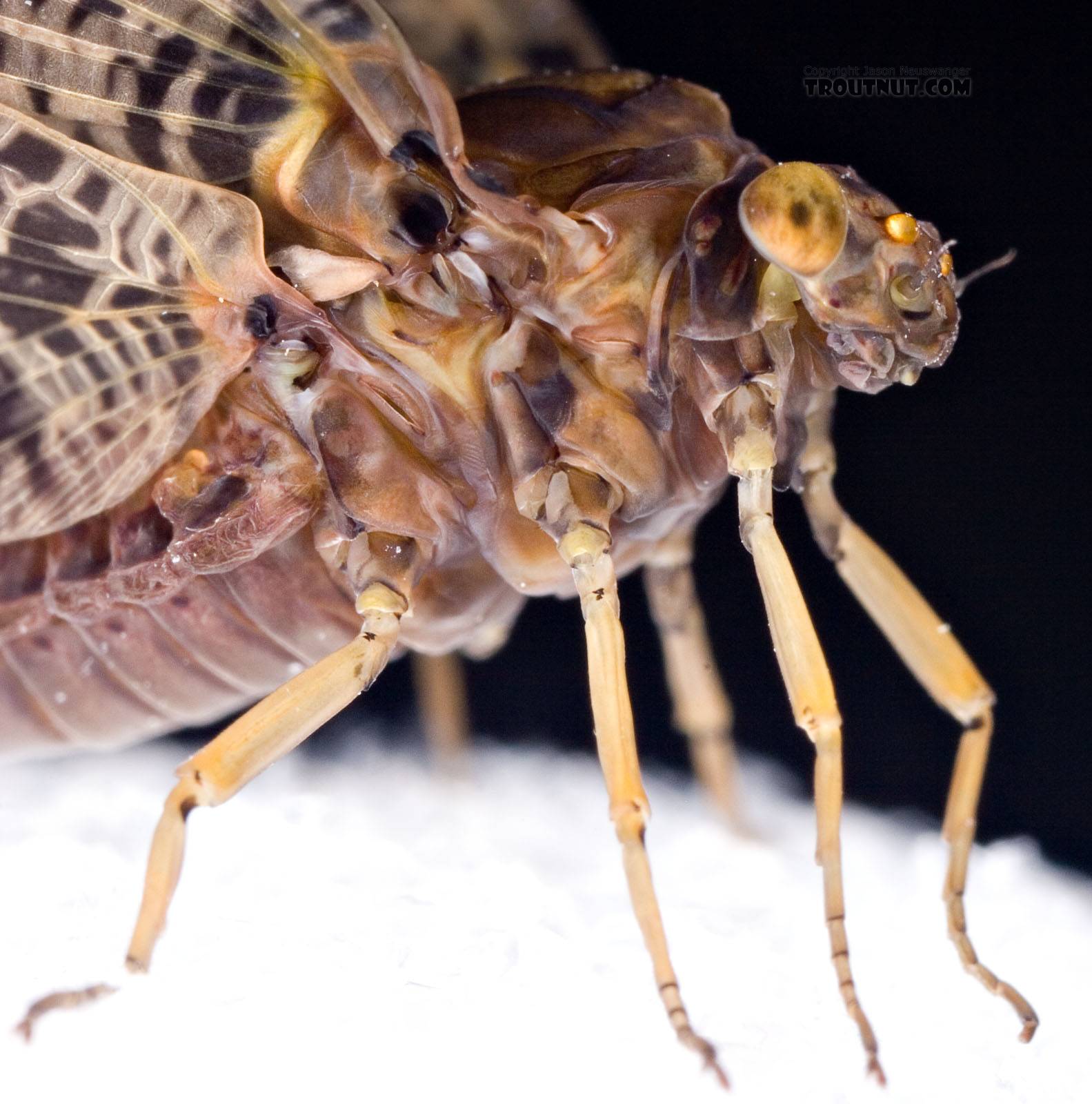 Female Baetisca obesa (Armored Mayfly) Mayfly Dun from the Neversink River (aquarium-raised) in New York