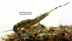 Ephemerella invaria (Sulphur Dun) Mayfly Nymph