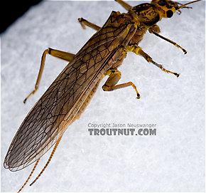 Acroneuria lycorias (Golden Stone) Stonefly Adult