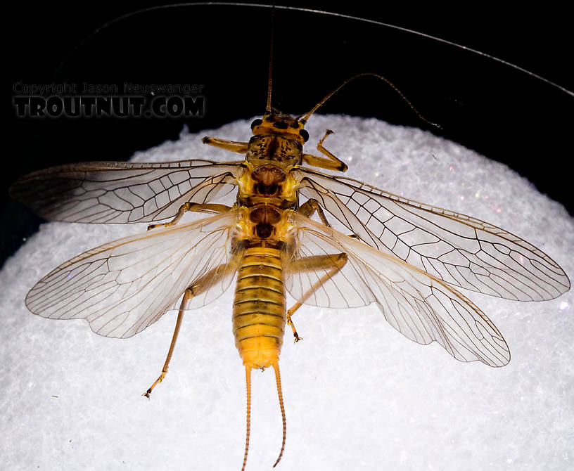 Female Acroneuria lycorias (Golden Stone) Stonefly Adult from Aquarium (collected somewhere in Catskills) in New York