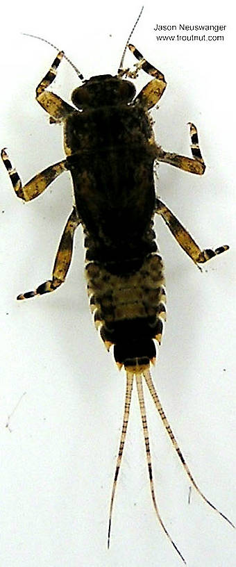Ephemerella subvaria (Hendrickson) Mayfly Nymph from unknown in Wisconsin