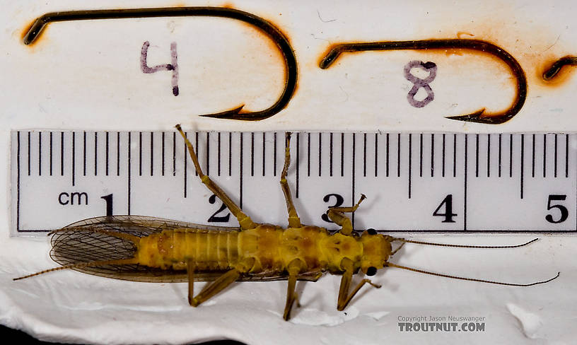Female Acroneuria lycorias (Golden Stone) Stonefly Adult from Aquarium (collected somewhere in Catskills) in New York
