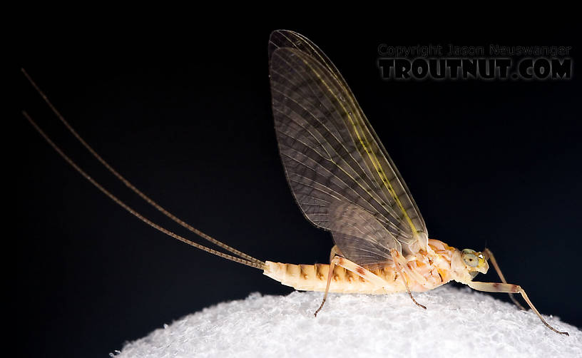 Female Maccaffertium ithaca (Light Cahill) Mayfly Dun from the Little Juniata River in Pennsylvania