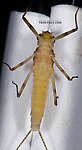 Female Maccaffertium ithaca (Light Cahill) Mayfly Dun from the Little Juniata River in Pennsylvania