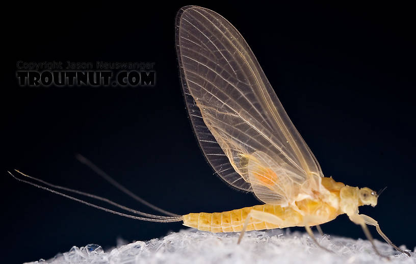 Female Ephemerella invaria (Sulphur Dun) Mayfly Dun from the Little Juniata River in Pennsylvania