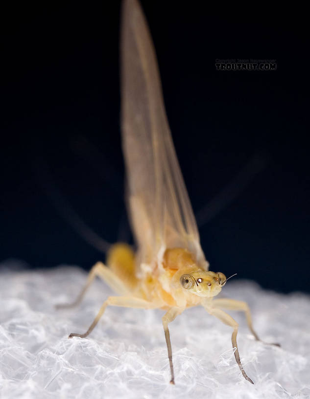 Female Ephemerella invaria (Sulphur Dun) Mayfly Dun from the Little Juniata River in Pennsylvania