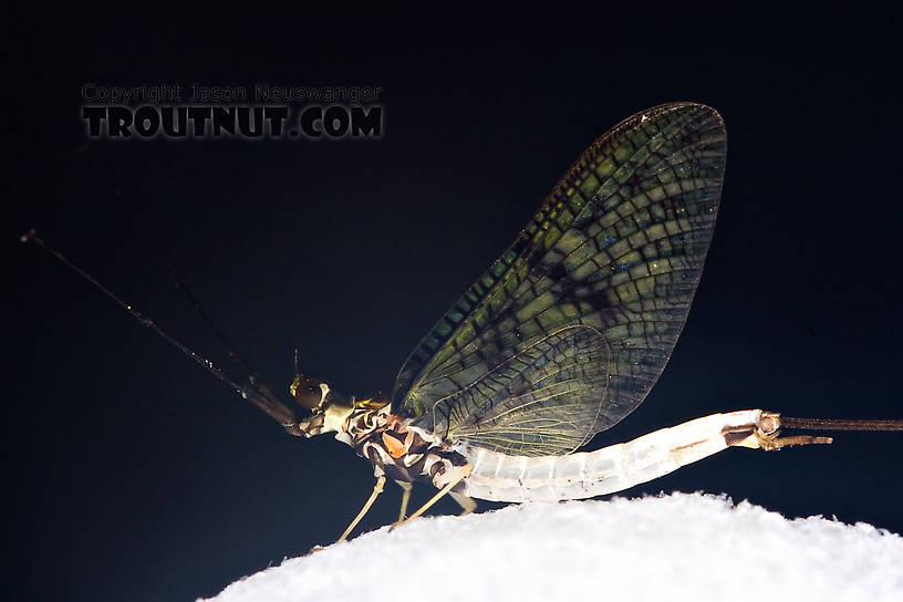 Male Ephemera guttulata (Green Drake) Mayfly Spinner from Penn's Creek in Pennsylvania