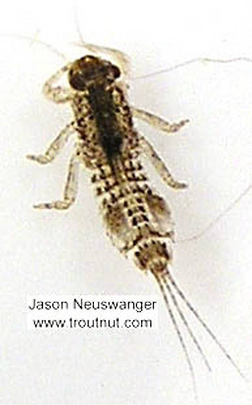 Eurylophella (Chocolate Duns) Mayfly Nymph from unknown in Wisconsin