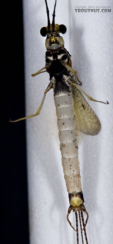 Male Ephemera guttulata (Green Drake) Mayfly Spinner from Penn's Creek in Pennsylvania