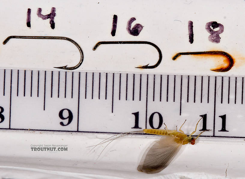 Male Ephemerella invaria (Sulphur Dun) Mayfly Dun from Penn's Creek in Pennsylvania