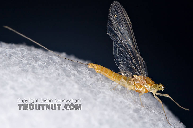Female Ephemerella invaria (Sulphur Dun) Mayfly Spinner from Penn's Creek in Pennsylvania