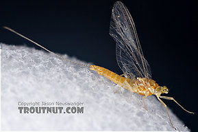 Female Ephemerella invaria (Sulphur Dun) Mayfly Spinner