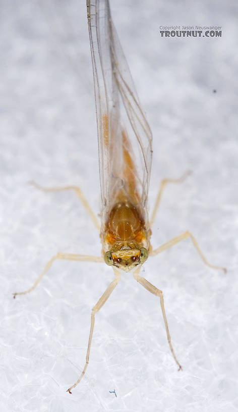Female Ephemerella invaria (Sulphur Dun) Mayfly Spinner from Penn's Creek in Pennsylvania