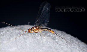 Male Ephemerella (Hendricksons, Sulphurs, PMDs) Mayfly Spinner
