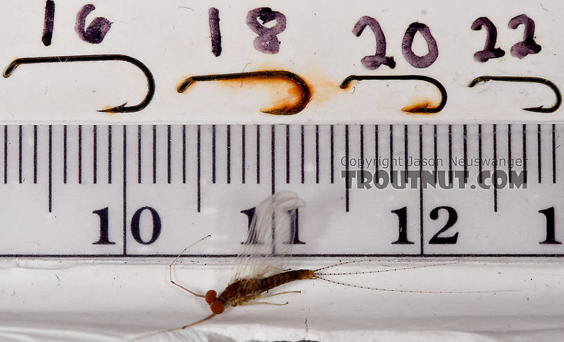 Male Ephemerella (Hendricksons, Sulphurs, PMDs) Mayfly Spinner from Penn's Creek in Pennsylvania
