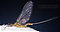 Female Drunella cornuta (Large Blue-Winged Olive) Mayfly Spinner