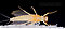 Male Ephemerella dorothea dorothea (Pale Evening Dun) Mayfly Dun