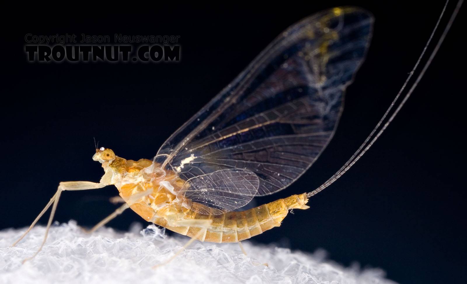 Female Ephemerella (Hendricksons, Sulphurs, PMDs) Mayfly Spinner from Mystery Creek #42 in Pennsylvania