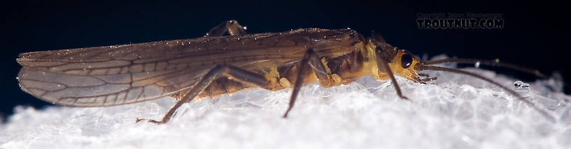 Peltoperlidae (Roachflies) Stonefly Adult from Mystery Creek #42 in Pennsylvania