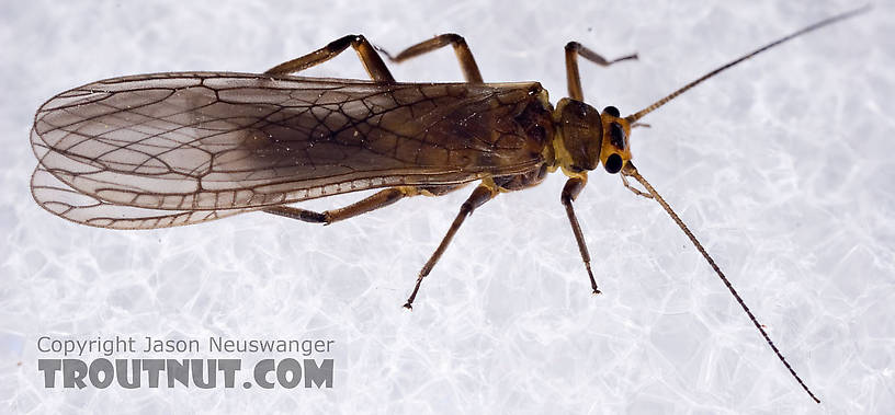 Peltoperlidae (Roachflies) Stonefly Adult from Mystery Creek #42 in Pennsylvania