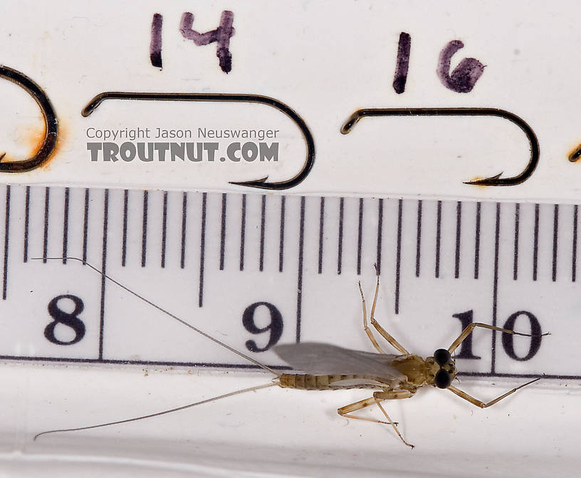 Male Epeorus (Little Maryatts) Mayfly Dun from Mystery Creek #42 in Pennsylvania
