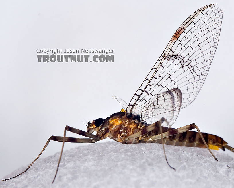 I had to photograh her against a white backgrond to show the dark venation in her clear wings.  Female Maccaffertium pudicum Mayfly Spinner from Mystery Creek #42 in Pennsylvania