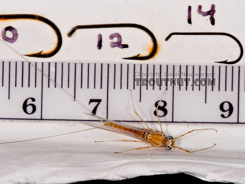 Female Epeorus vitreus (Sulphur) Mayfly Spinner from Mystery Creek #42 in Pennsylvania
