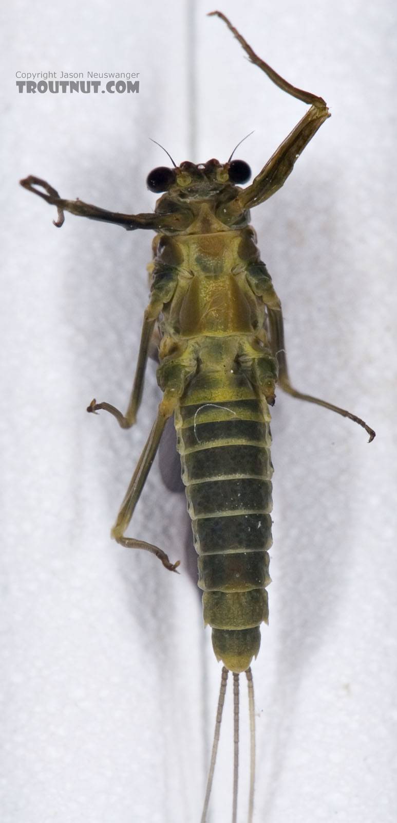Female Drunella cornuta (Large Blue-Winged Olive) Mayfly Dun from Brodhead Creek in Pennsylvania