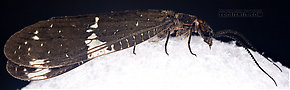 Male Nigronia serricornis (Fishfly) Hellgrammite Adult