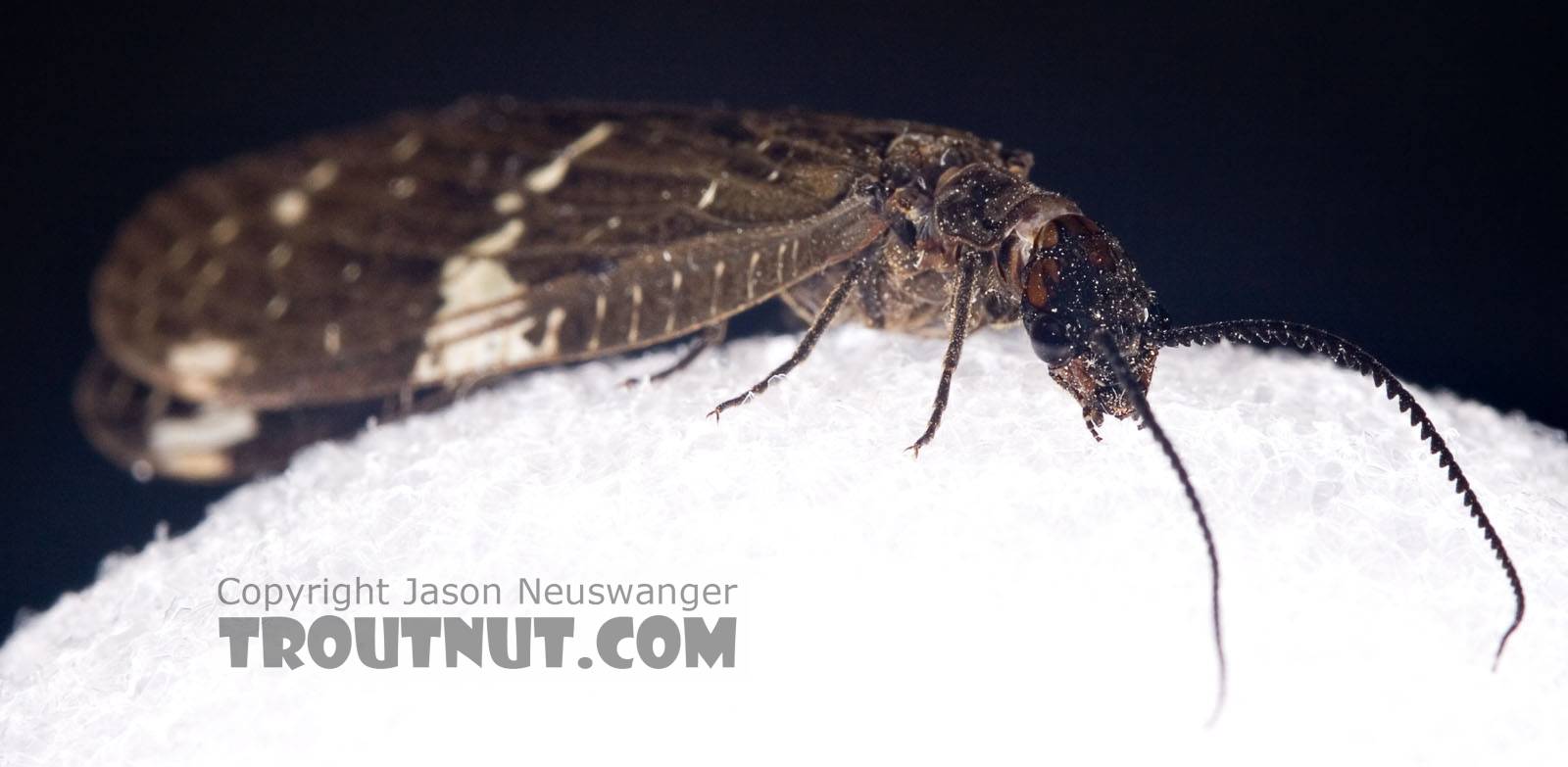 Male Nigronia serricornis (Fishfly) Hellgrammite Adult from Brodhead Creek in Pennsylvania