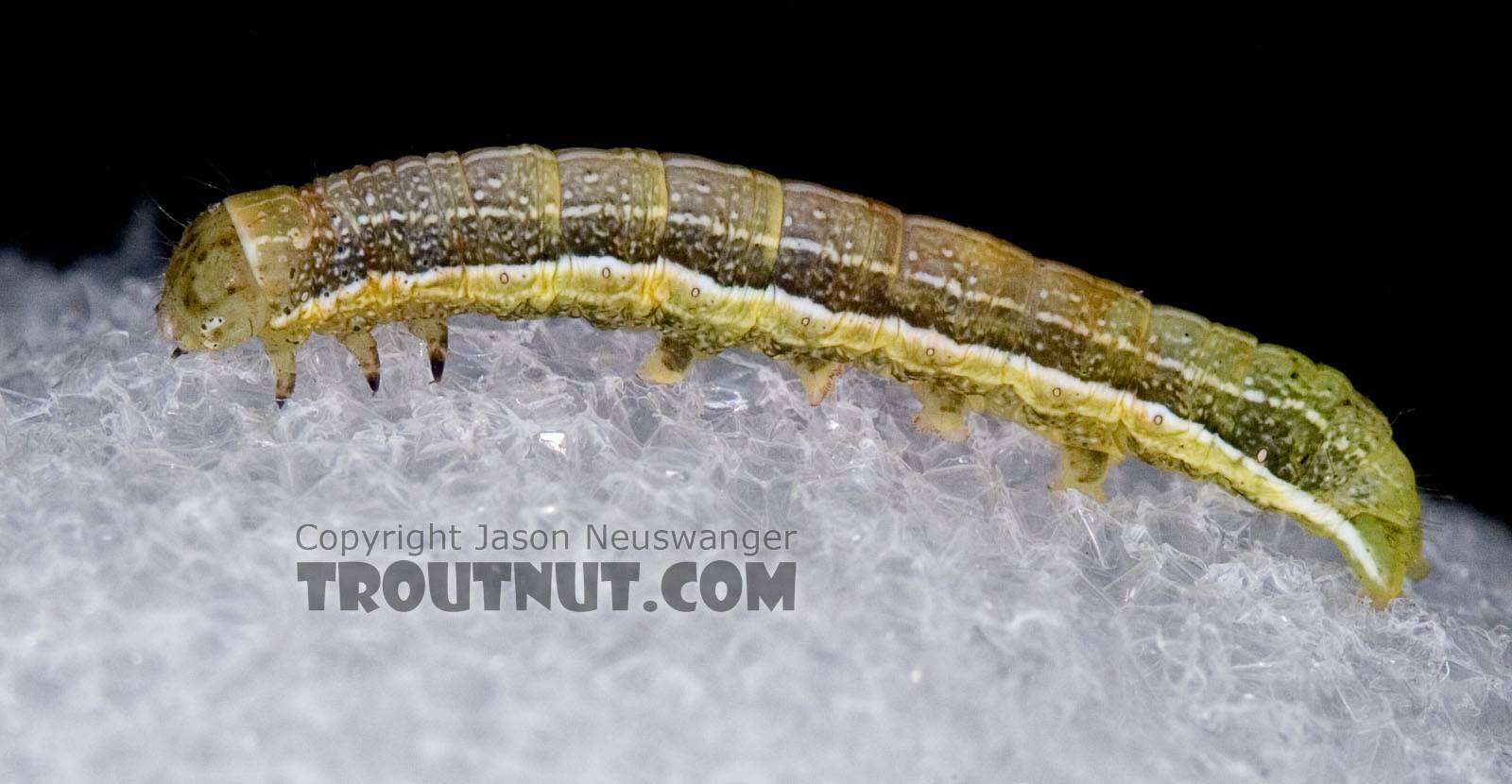Geometridae (Inchworms) Moth Larva from Brodhead Creek in Pennsylvania