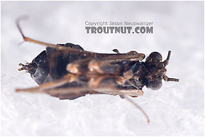 Dolophilodes distinctus (Tiny Black Gold Speckled-Winged Caddis) Caddisfly Adult