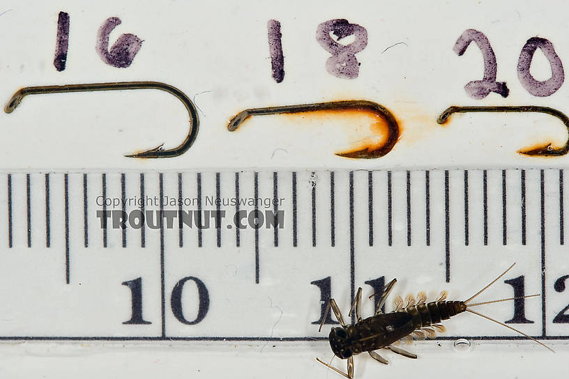Cinygmula subaequalis (Small Gordon Quill) Mayfly Nymph from Paradise Creek in Pennsylvania