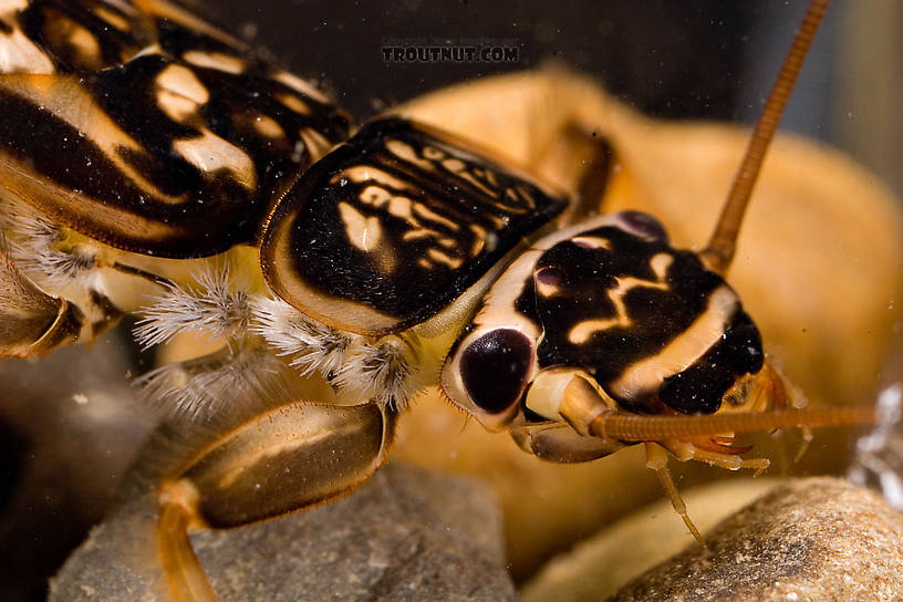 Acroneuria abnormis (Golden Stone) Stonefly Nymph from Paradise Creek in Pennsylvania