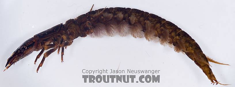 Corydalus (Dobsonflies) Hellgrammite Larva from Paradise Creek in Pennsylvania