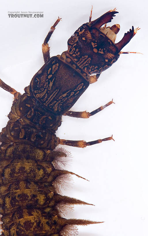 Corydalus (Dobsonflies) Hellgrammite Larva from Paradise Creek in Pennsylvania