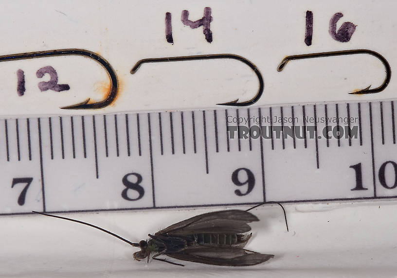 Male Psilotreta labida (Dark Blue Sedge) Caddisfly Adult from the West Branch of the Delaware River in New York