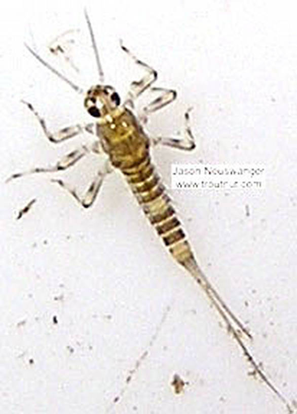 Baetidae (Blue-Winged Olives) Mayfly Nymph from the Bois Brule River in Wisconsin