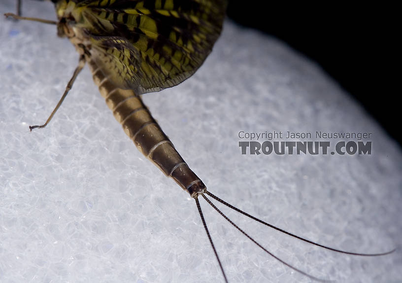 Female Ephemera guttulata (Green Drake) Mayfly Dun from the West Branch of the Delaware River in New York