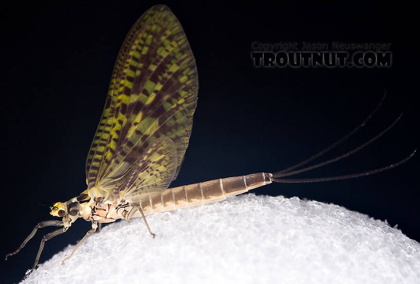 Female Ephemera guttulata (Green Drake) Mayfly Dun from the West Branch of the Delaware River in New York