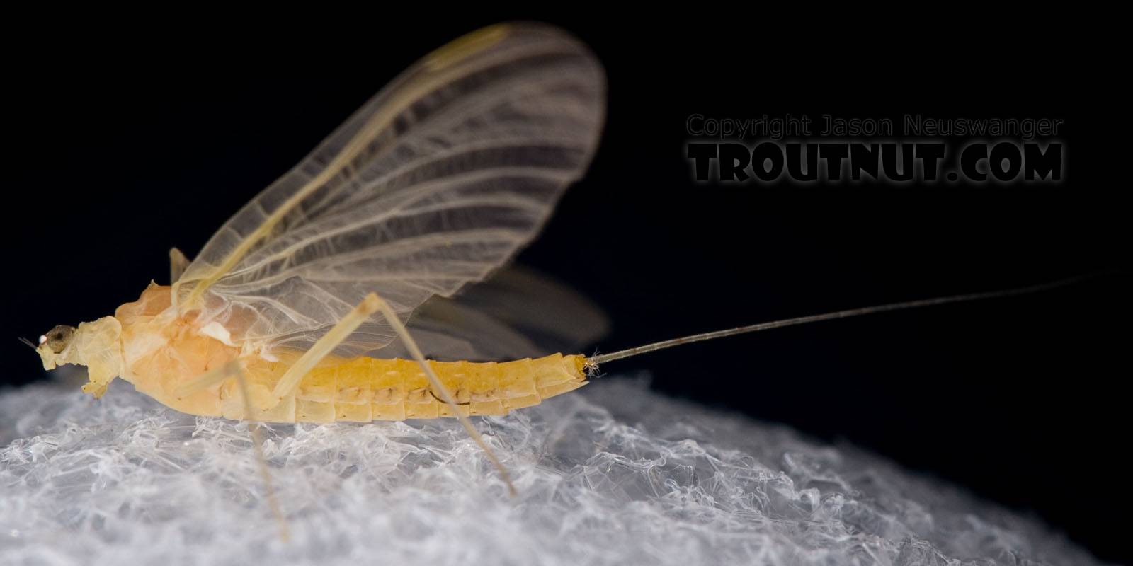 Female Penelomax septentrionalis Mayfly Dun from the West Branch of the Delaware River in New York