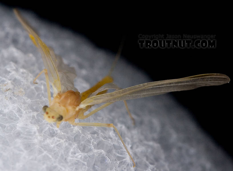 Female Penelomax septentrionalis Mayfly Dun from the West Branch of the Delaware River in New York